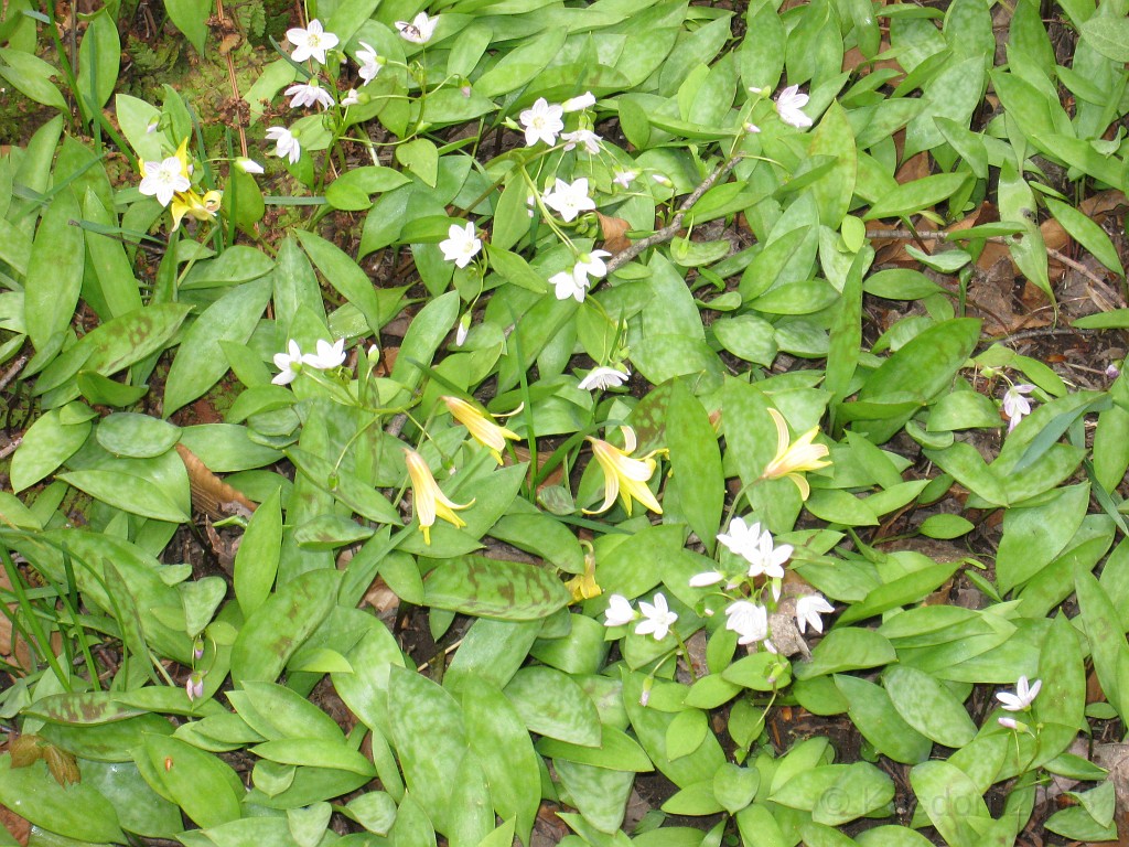 Mackinaw Island Area May 2008 1216.jpg - May 24 2008 a trip to Mackinac City for a 5 M race and a visit to Mackinac Island. A day to the UP, Paradise, Whitefish Point and Tahquamen Falls. This was followed by trips to Petoskey and Charlevoix.